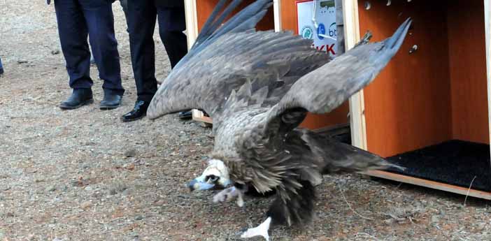 Ölen akbabaların sorumlusu da Ermenistan