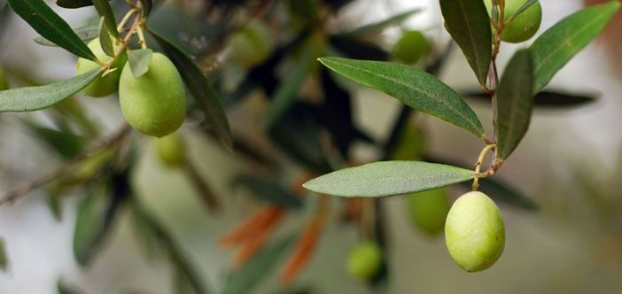 Türkiye'nin yüzde 83'ü yeni zeytin tasarısına karşı