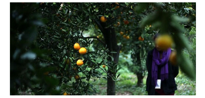 'Portakalın Uykusu' Anarad Hığutyun Binası'nda gösterilecek