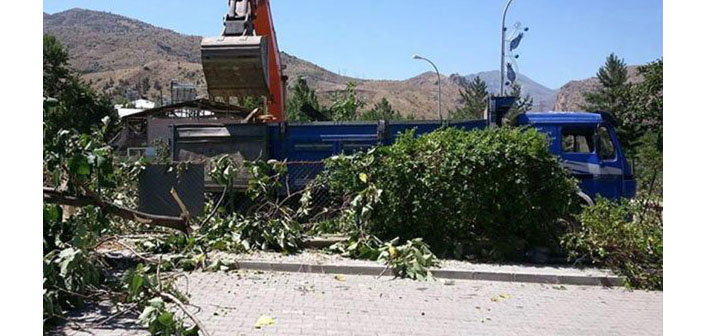 Hükümet Konağı uğruna 170 yıllık ağaç kesildi