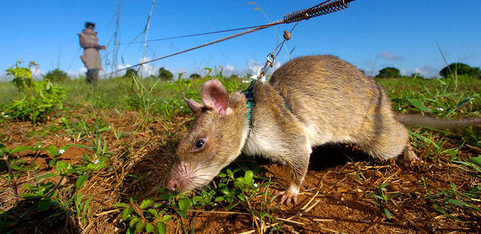 Fareler ve mayınlar