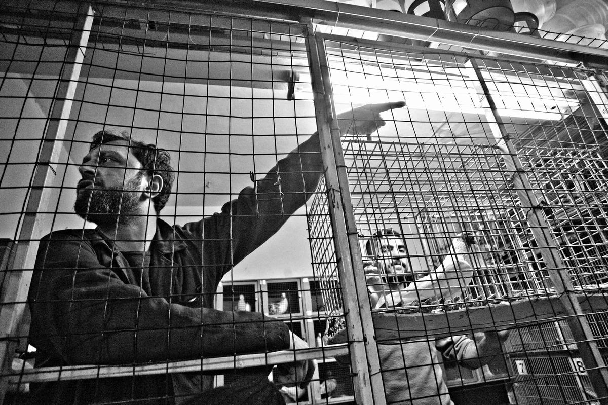 Arman Oruz mezatı yönetiyor.