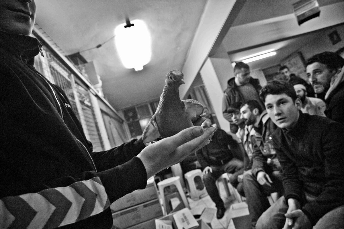 Arman: “Bazen de kızıyorum, kendinize harcayın bırakın kuşu. Onlar da diyor ağabey bu merakımız, bize kuşu ver…”