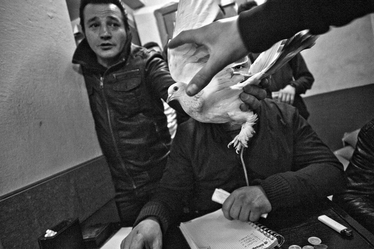 Elvis lakaplı kuş sever, en yüksek teklifi vererek güvercini aldı.