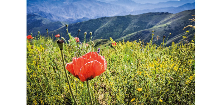 Kafkasya’ya barış yolu
