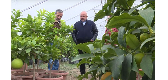 Urfalılar Karabağ’da “pomelo devrimi” yapıyor