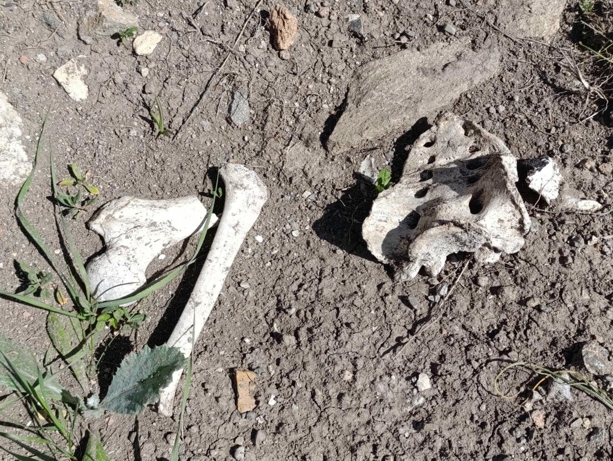 Mezarlık tahribi ile etrafa saçılan kemikler