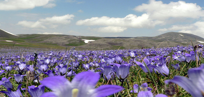 Բոյսերի մասին