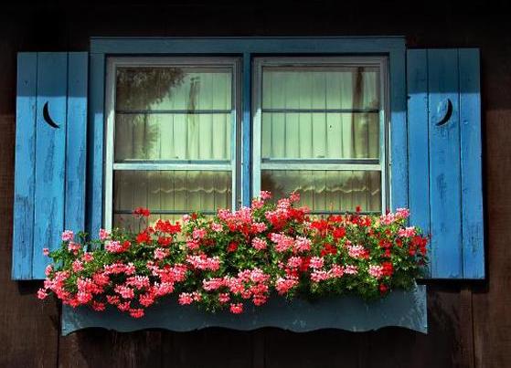 Ermeni Turnagagası çiçeği yada “Araglahot Haygagan”