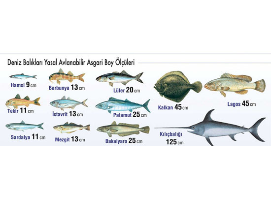 Son kuşlar, son balıklar...