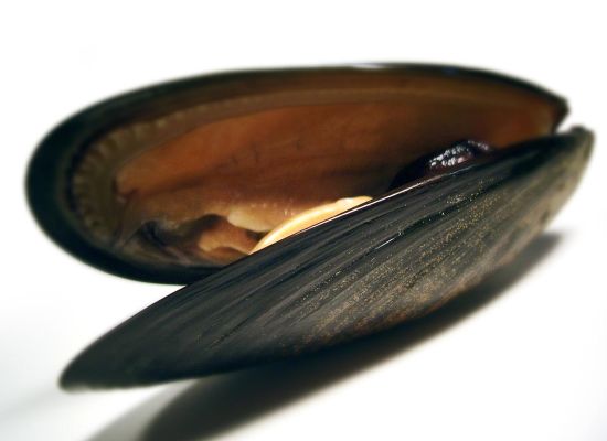 Midye, çocuk düşüklerine karşı kullanılacak