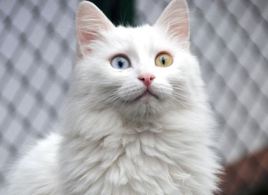 Van Kedisi’ne ‘hediye’ yasağı getirildi