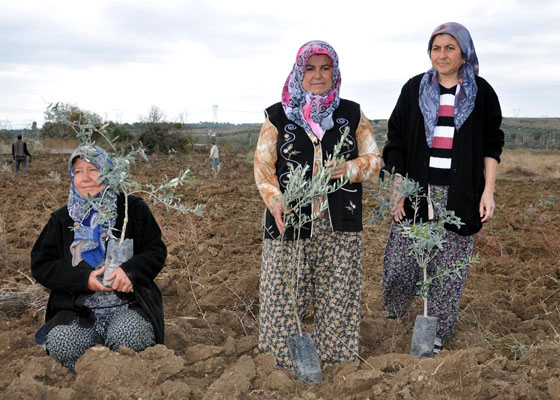 6 bin ağaç kesildikten sonra gerekçe: Acele kamulaştırılamaz, santral kurulamaz