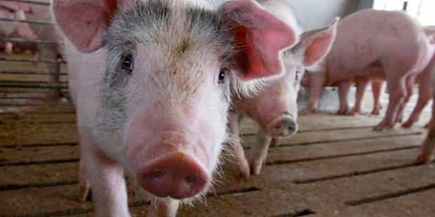 Domuz gribi Avrupa'ya geri döndü  