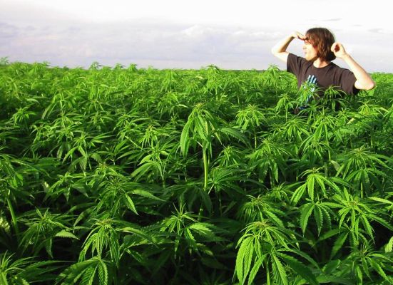 TSK: Askerler kışlalarda esrar yetiştiriyor