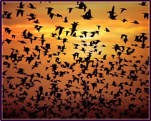 Kürt'tük, Ermeni'ydik, Rum'duk, bize her zaman gitmek düştü  