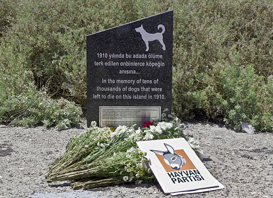 Hayvan Partisi insanlık adına köpeklerden özür diledi