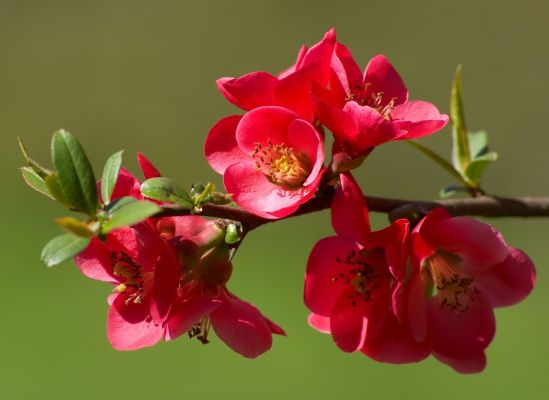 Olması gerektiği gibi