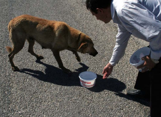 Bakan Eroğlu hayvanseverlerin isyanına cevap verdi  