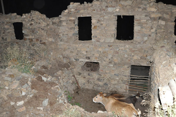 Tarihi kilise hayvan barınağı oldu